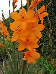 watsonia