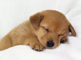 photo de chien trop mignon