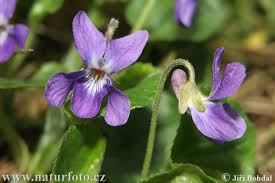 Viola odorata Pictures, Viola