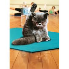 avanti card