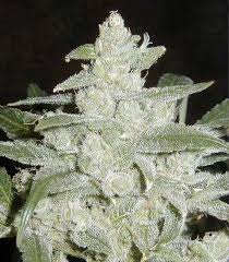 cannabis white widow