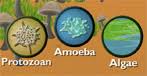 animal fungus