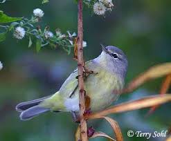 warblers of north america