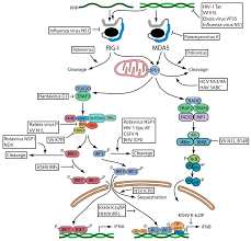 viral infections