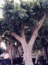 ficus retusa nitida