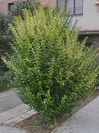 ovalifolium