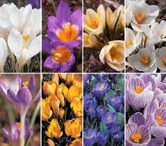 bulbs flowering