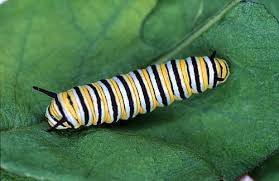 types caterpillars pictures