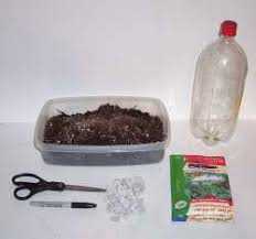 soda bottle terrariums