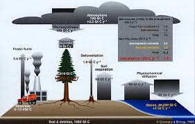 carbon cycling