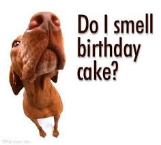 dog happy birthday