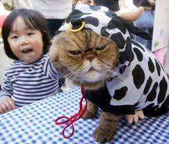 cow costume