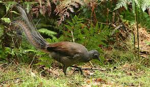 Lyrebird