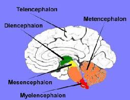 diencephalon