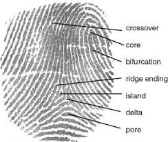types fingerprints