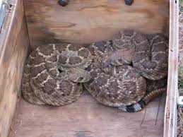 photos rattlesnakes