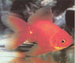 fantail goldfish pictures