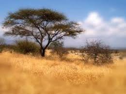 savanna climate