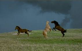 cloud stallion of the rockies