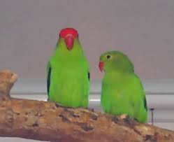 abyssinian love bird