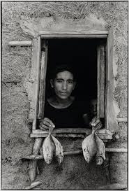 four fishes
