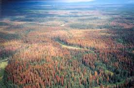 pine beetle infestation