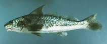 northern kingfish