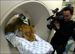 cat scan