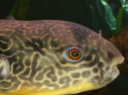 tetraodon mbu