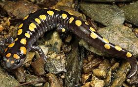 animals of the western us