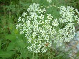 conium maculatum
