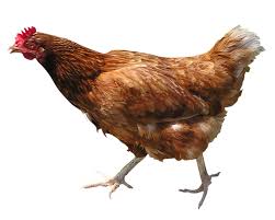 hen