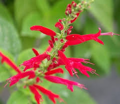 sage pineapple