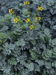 ruta graveolens plant