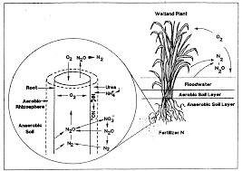 aerenchyma