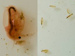 daphnia fish food