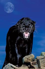 big cat posters