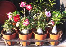 adenium plant