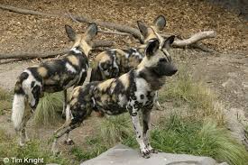 african wild dog