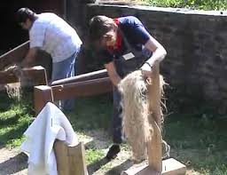 retting bamboo