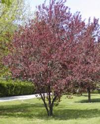 prunus tree