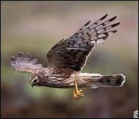 irish wild birds