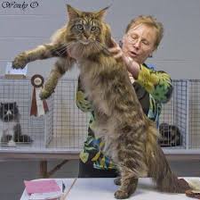 main coon cats
