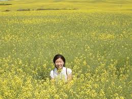 Despite canola oils healthy