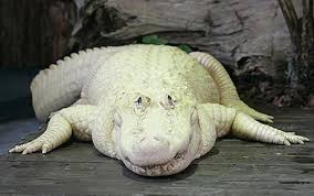 التمساح الأبيض المهدد بالانقراض  Alligator_1296713c