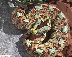 rhino viper snake