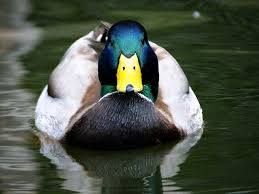 gambar bebek