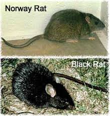 roof rats