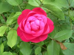 david austin rose