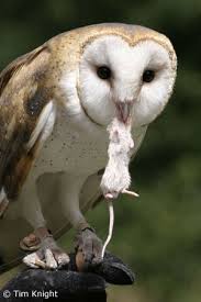 barn owls